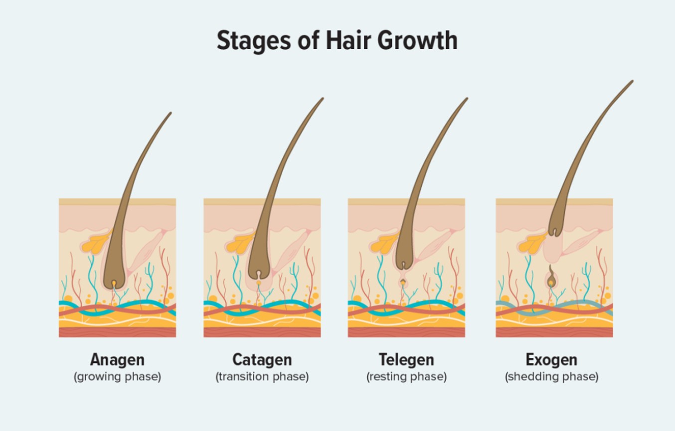 Understanding the Hair Growth Cycle - Hair Loss Specialist Clinic