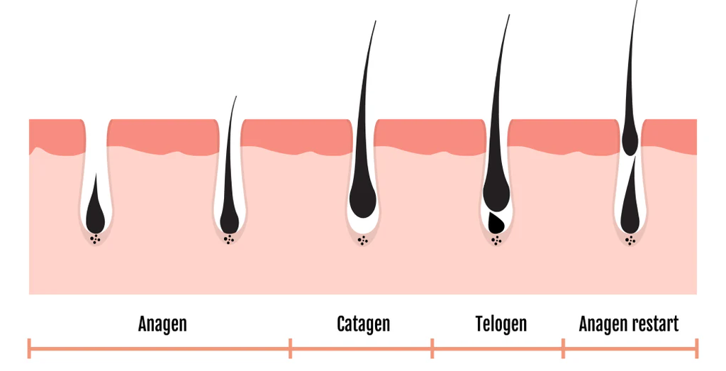 Unlocking the Secrets of the Hair Growth Cycle